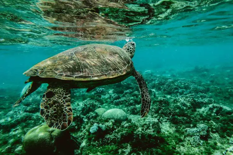 Can Sea Turtles Hide in Their Shells