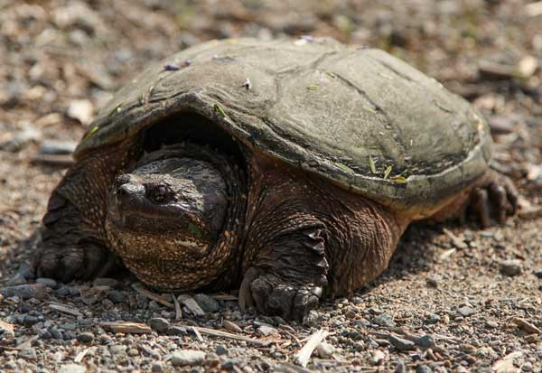 Can Snapping Turtles Feel Their Shell