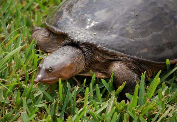 Can You Keep Florida Softshell Turtle as A Pet