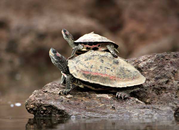 Can You Keep Indian Tent Turtle As A Pet