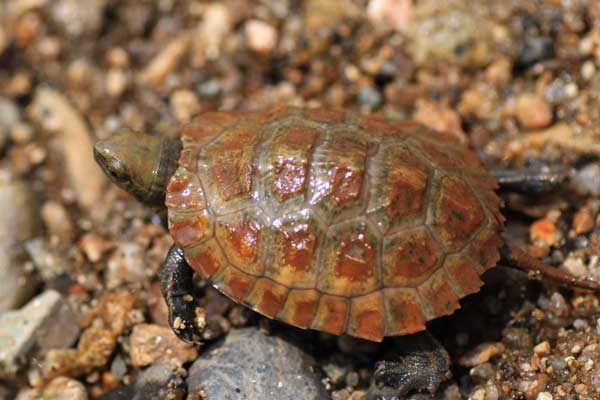 Can You Keep Japanese Pond Turtle As Pets