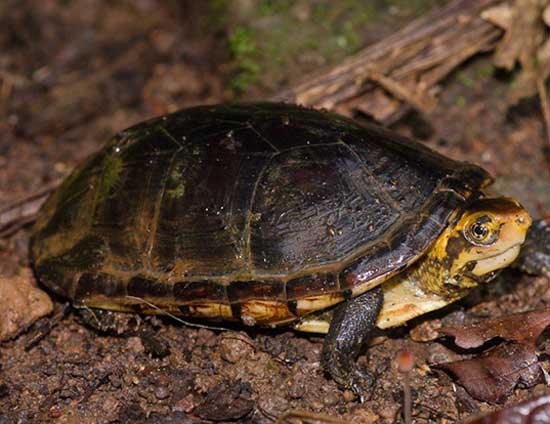 Can You Keep White Lipped Mud Turtles as Pets