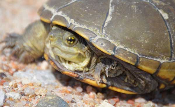 Can You Keep a Yellow Mud Turtle As A Pet
