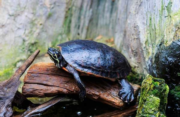 Can You Put Live Plants In A Turtle Tank