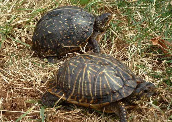 Can you keep a Florida box turtle as a pet