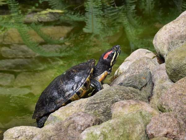 Can you release a red-eared slider turtle into the wild