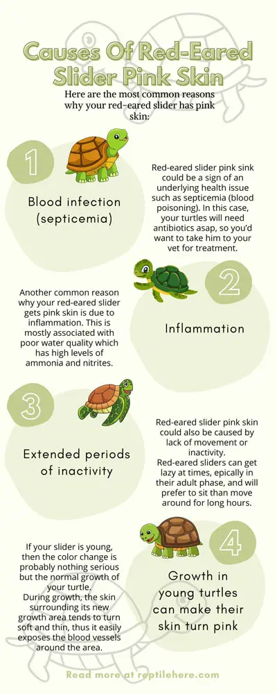 Causes Of Red-Eared Slider Pink Skin
