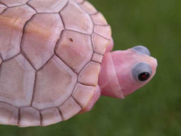 Causes of red-eared slider pink skin