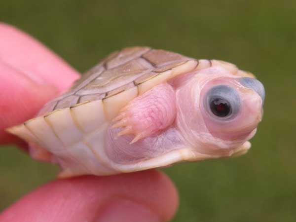 Causes of red-eared slider pink skin