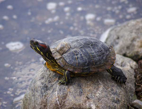 Check the scutes on the shell