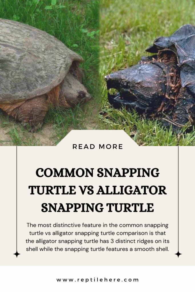 Common Snapping Turtle vs Alligator Snapping Turtle