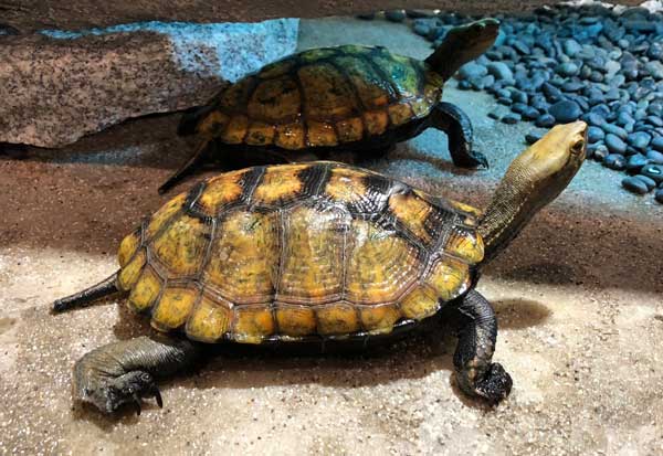 Common diseases of the Japanese pond turtle