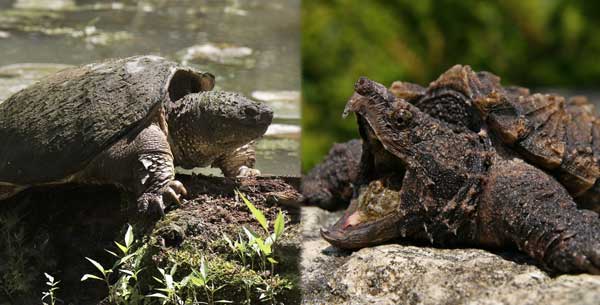 Common snapping turtle vs alligator snapping turtle as a pet