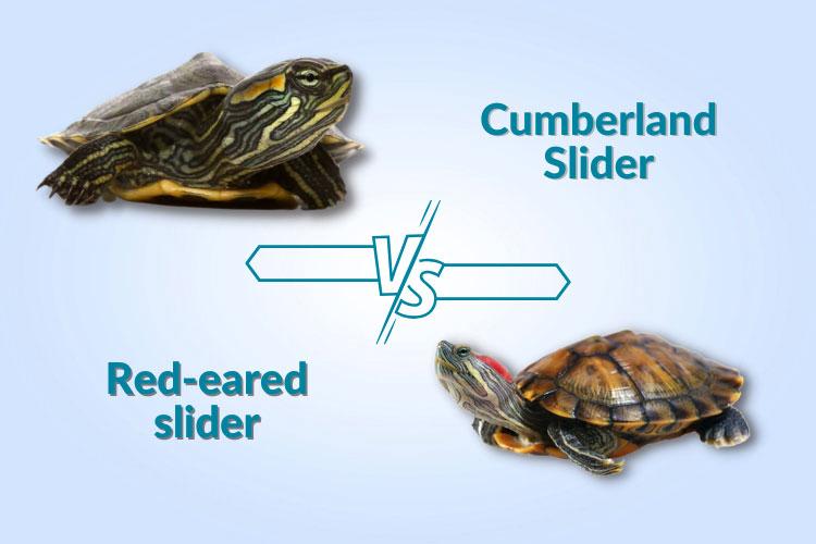 Cumberland Slider Vs Slider: What Are The Differences?