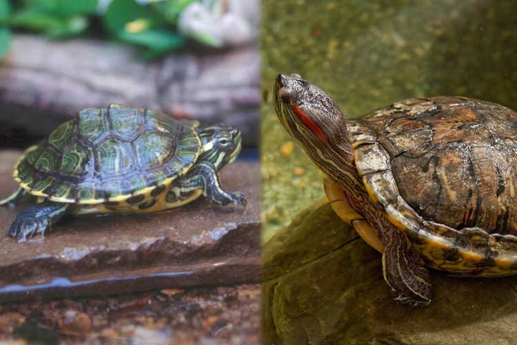 Cumberland Slider Vs Red-eared Slider Potential health concerns