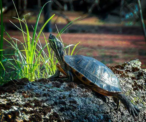 Cumberland Slider