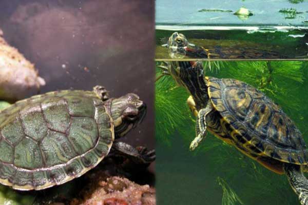 Cumberland slider vs red-eared slider