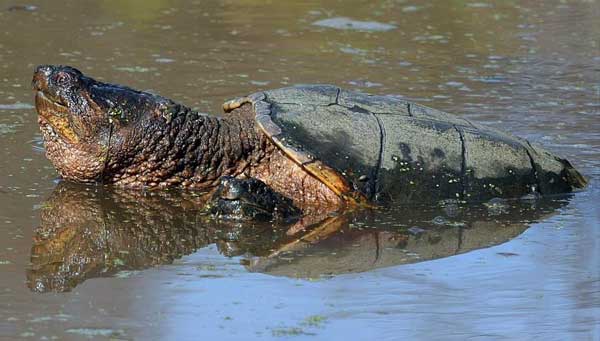 Do Snapping Turtles Bite While In Water