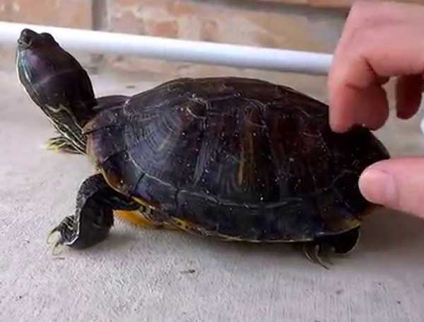 Do Turtles Like Their Shells Are Scratched