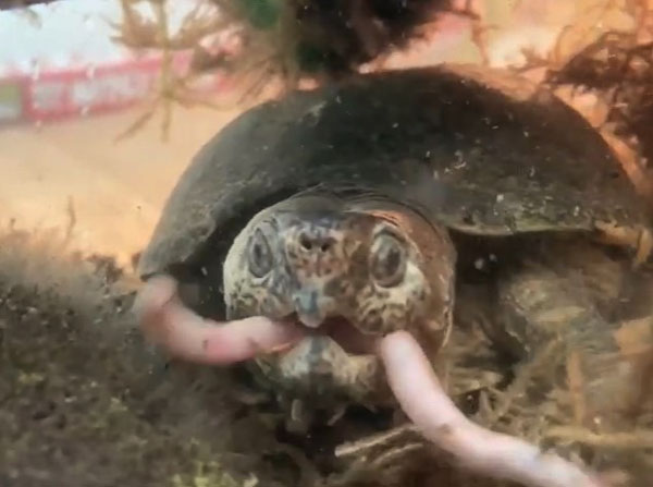 Do mud turtles need a muddy enclosure