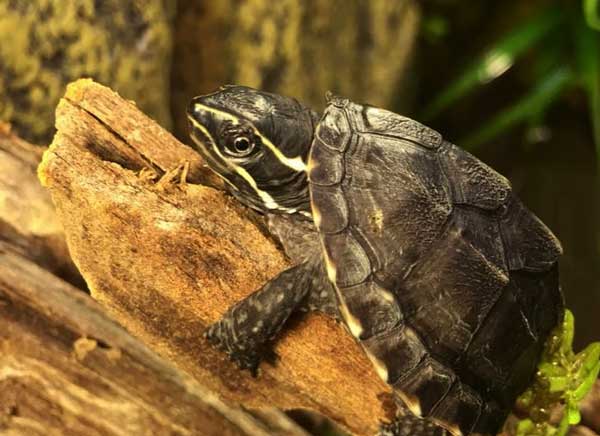 Do musk turtles need dry land