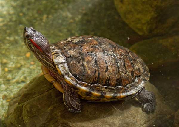 Do red-eared sliders get darker as they age