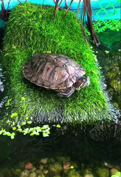 Do red-eared sliders need a basking area