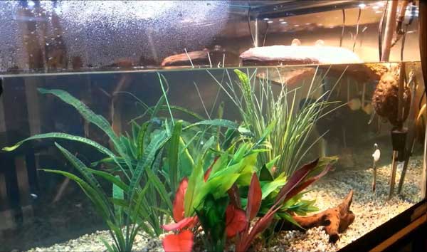 Do red-eared sliders need plants in their tank