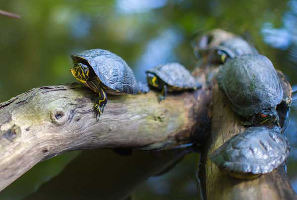 Do turtles age the same as humans