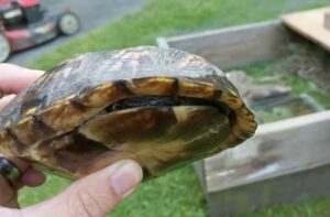 How Do Turtles Pee And Poop? How Often? What Does It Look Like?