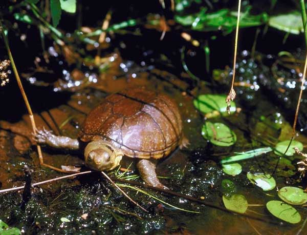 Do you need a basking spot for mud turtles