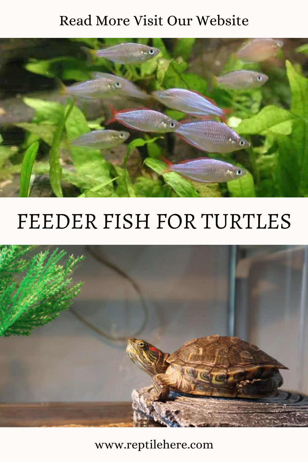 Feeder Fish For Turtles Are They Safe Enough?