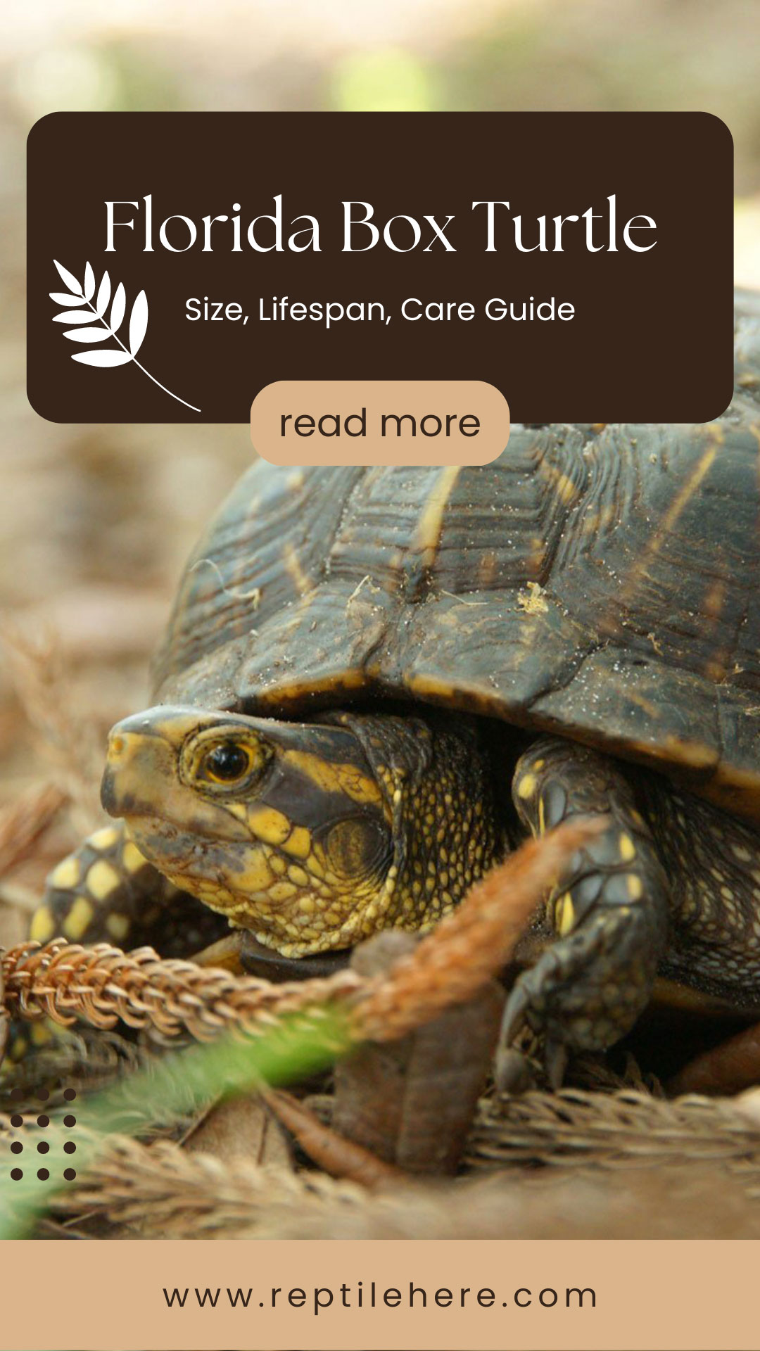 Florida Box Turtle: Size, Lifespan, Care Guide