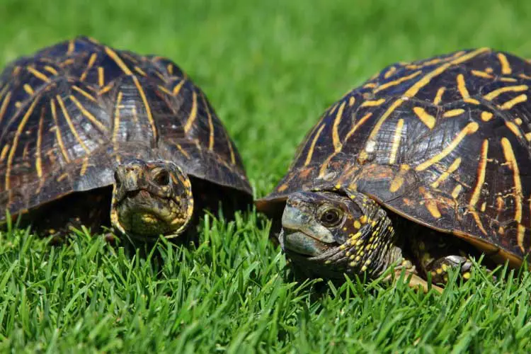 Florida Box Turtle: Size, Lifespan, Care Guide