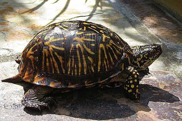Florida Box Turtle