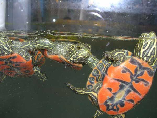 Florida Red Bellied Turtle Baby Care