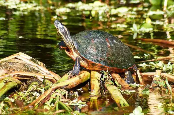 Florida Red Bellied Turtle Common Health Problems