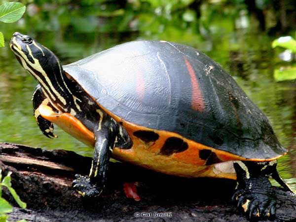 Florida Red Bellied Turtle Diet