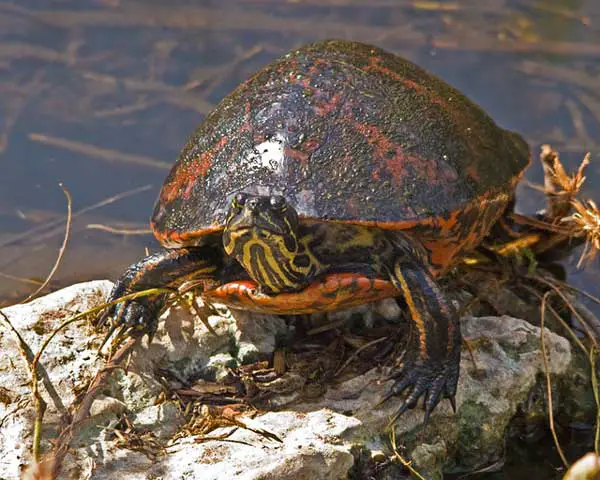 Florida Red Bellied Turtle Lifespan