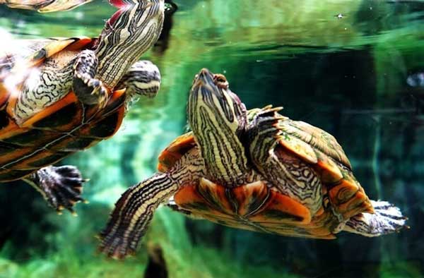 Florida Red-Bellied Turtle Tank