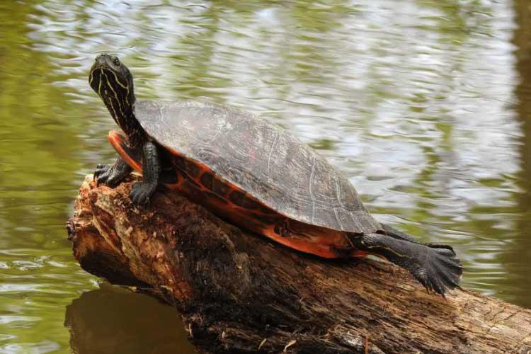 Florida Red-Bellied Turtle