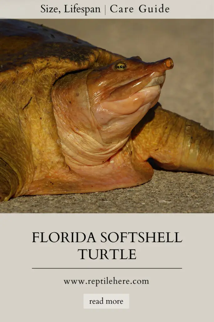 Florida Softshell Turtle