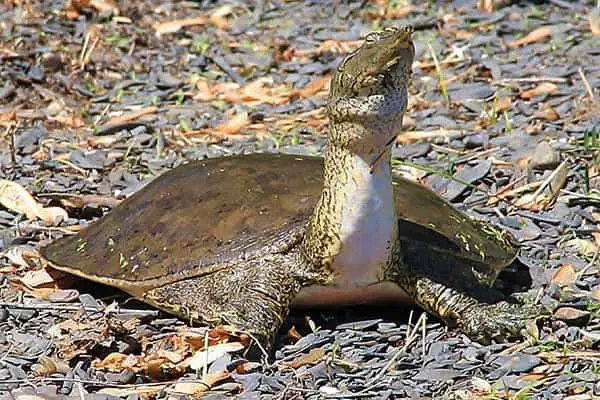 Florida Softshell Turtle Size Lifespan Care Guide 