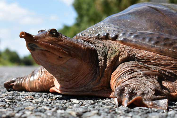 How many softshell turtles can you keep in Florida? 2