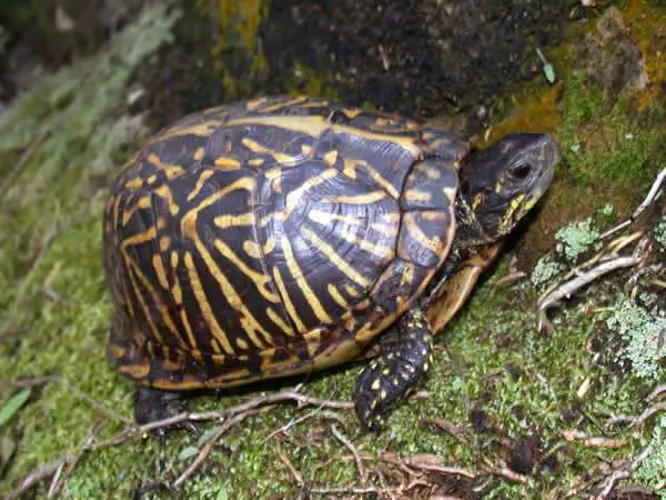 Florida box turtle Common Health Problems