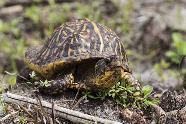 Florida box turtle diet