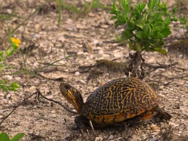 Florida box turtle lifespan