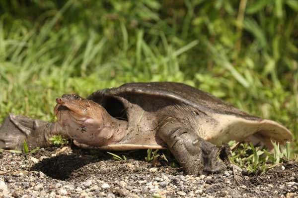 Florida softshell turtle aggressiveness