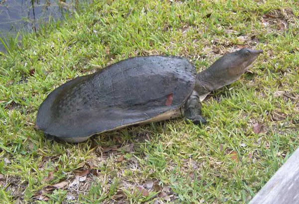 Florida softshell turtle baby care