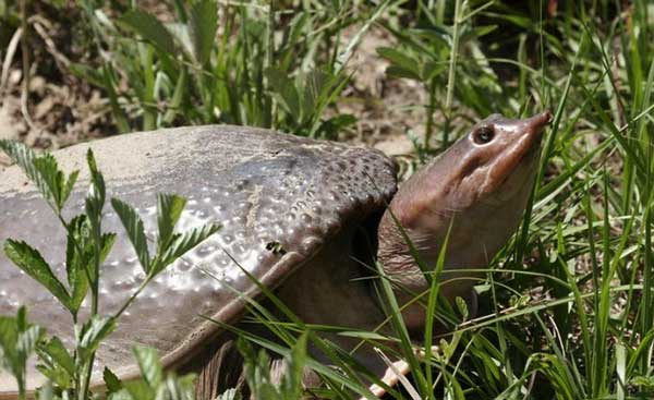 Florida softshell turtle common health problems